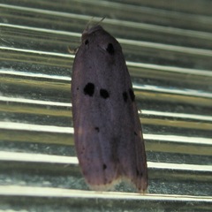 Scythropiodes issikii