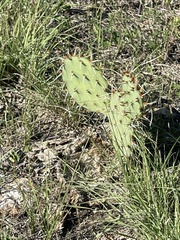 Opuntia macrorhiza