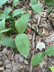 Convallaria majalis