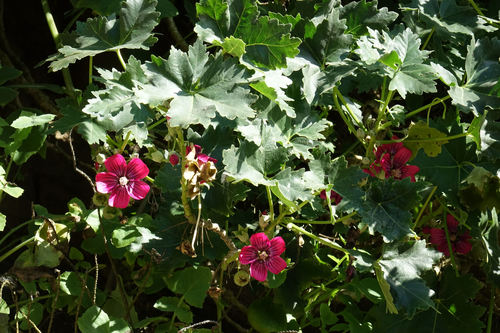Malva assurgentiflora