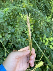 Elymus virginicus