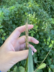 Elymus virginicus
