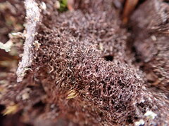 Cephaloziella