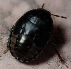 Macroscytus brunneus