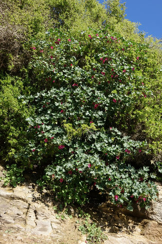 Malva assurgentiflora