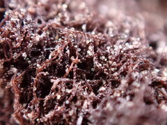 Cephaloziella