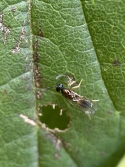Torymidae