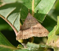 Renia flavipunctalis