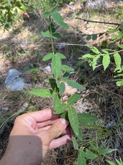 Desmodium obtusum