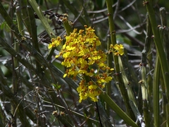 Oncidium