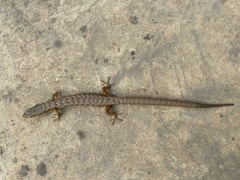 Elgaria multicarinata multicarinata