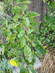 Celtis occidentalis