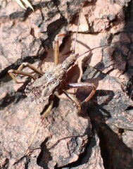 Rhynocoris