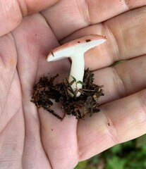 Russula betularum