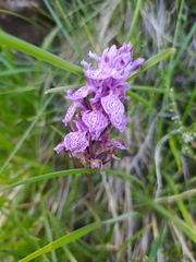 Dactylorhiza