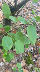 Amelanchier arborea