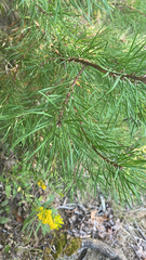 Pinus virginiana