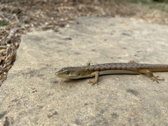 Elgaria multicarinata multicarinata