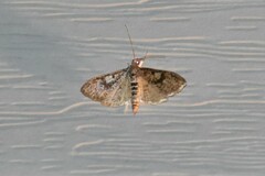 Palpita