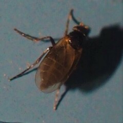 Phorinae