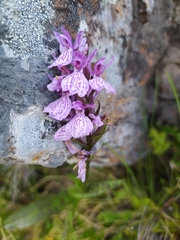 Dactylorhiza