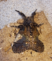 Dasychira meridionalis
