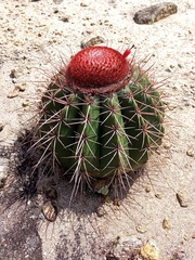 Melocactus ernestii