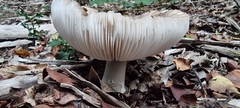 Amanita pantherina