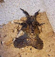 Dasychira meridionalis