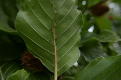 Phyllocoptes depressus