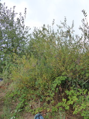 Salix × speciosa