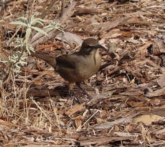 Toxostoma redivivum