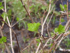 Physocarpus capitatus