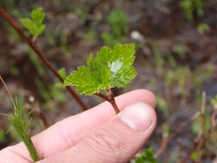 Physocarpus capitatus