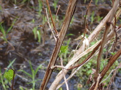 Physocarpus capitatus