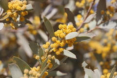 Acacia georginae