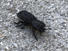 Phloeodes diabolicus