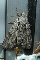 Acronicta psi