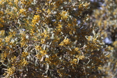Acacia georginae