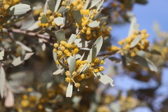 Acacia georginae