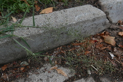 Eragrostis