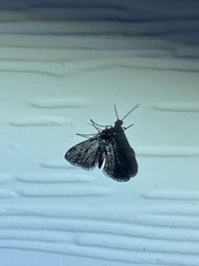 Elophila tinealis