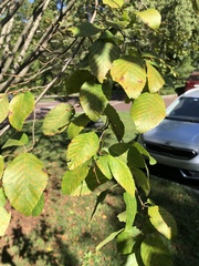 Carpinus turczaninovii
