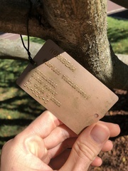 Carpinus turczaninovii