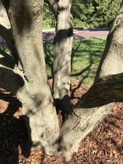 Carpinus turczaninovii