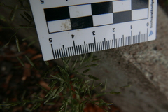 Eragrostis