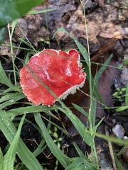 Russula emetica