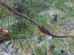 Arceuthobium americanum