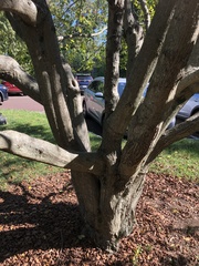 Carpinus turczaninovii