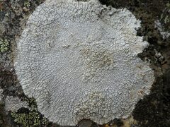 Pertusaria